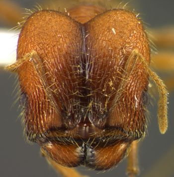 Media type: image;   Entomology 34393 Aspect: head frontal view